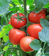 Paradajka Tornado F1 - Solanum lycopersicum - semená - 20 ks