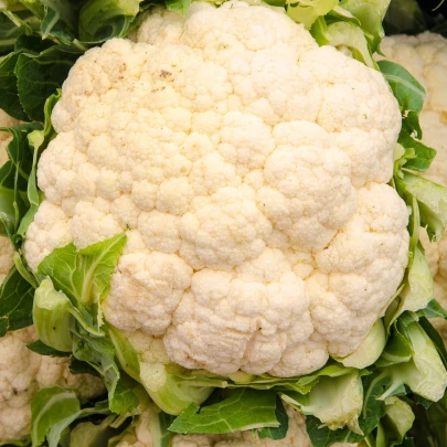 Karfiol Bora - Brassica oleracea - semená - 140 ks