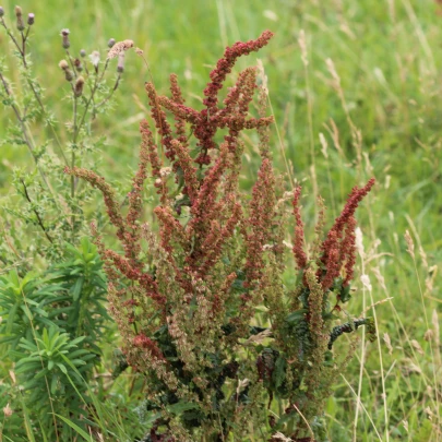 Štiav záhradný - Rumex patientia - semená - 20 ks