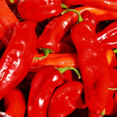 Paprika Lipari F1 - Capsicum annuum - semená - 5 ks