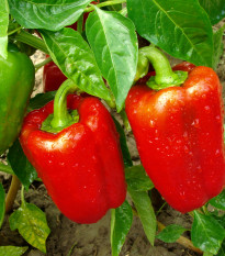 Paprika Bendigo F1 - Capsicum annuum - semená - 5 ks