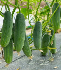 Uhorka šalátová Picolino F1 - Cucumis sativus - semená - 4 ks