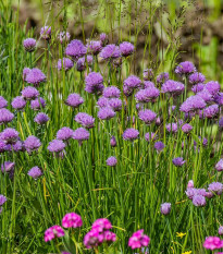 Pažítka pobrežná Staro - Allium schoenoprasum - semená - 40 ks