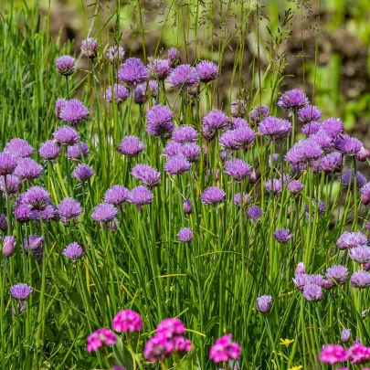 Pažítka pobrežná Staro - Allium schoenoprasum - semená - 40 ks