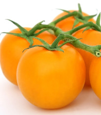 Paradajka Goldkrone - Solanum lycopersicum - semená - 10 ks