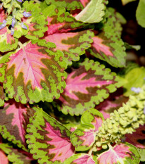 Africká pŕhľava Wizard Coral Sunrise - Coleus blumei - semená - 30 ks