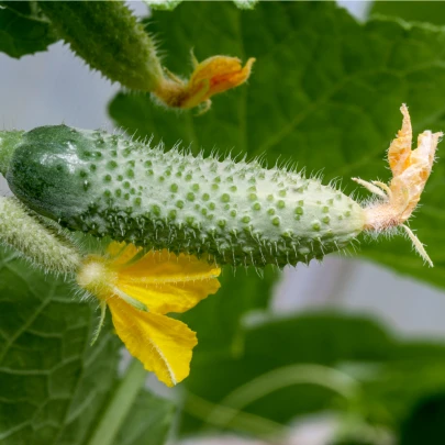 Uhorka nakladačka Dafne F1 - Cucumis sativus - semená - 20 ks