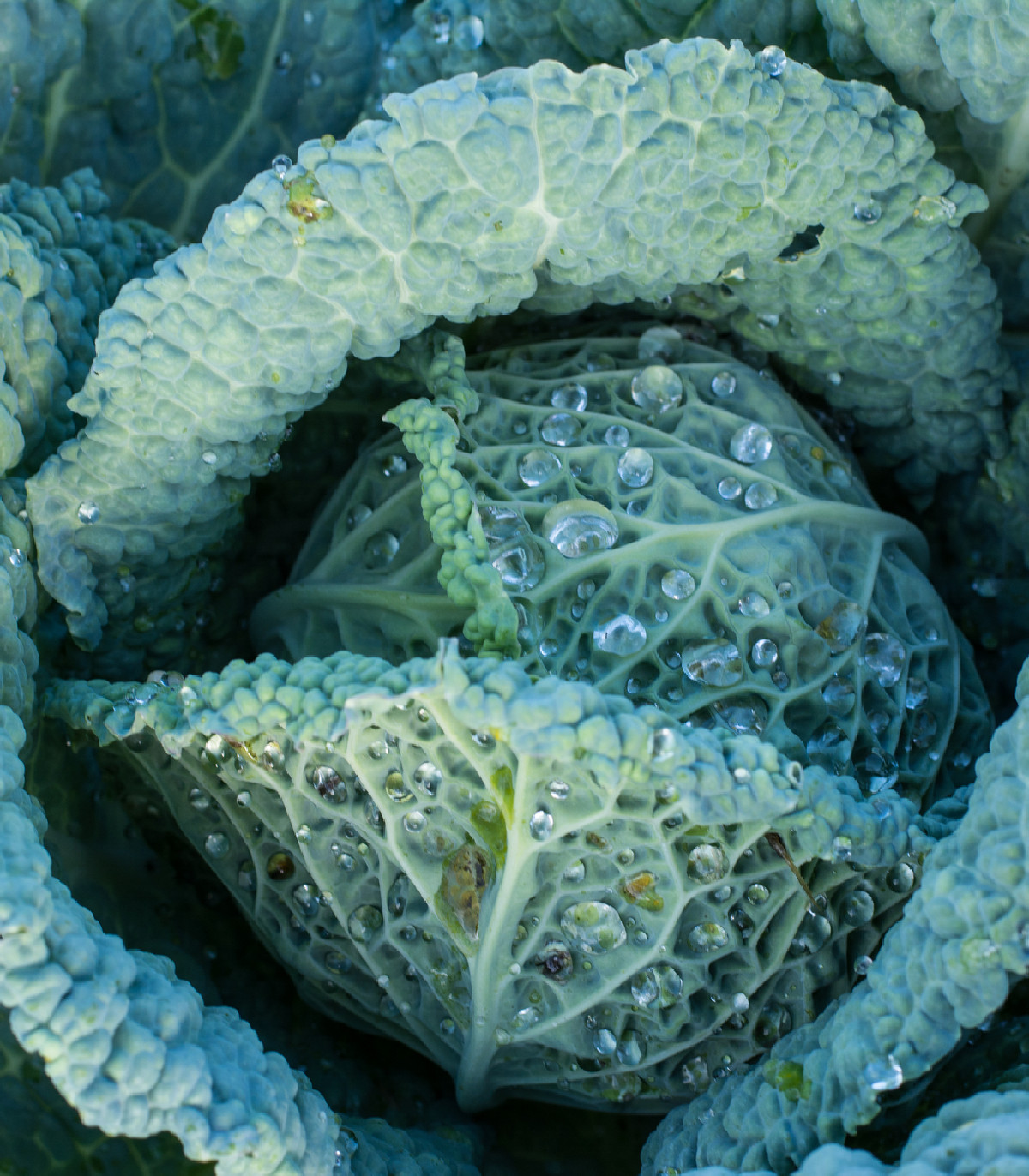 Kel hlávkový neskorý Langedijský - Brassica oleracea L. - semená - 160 ks