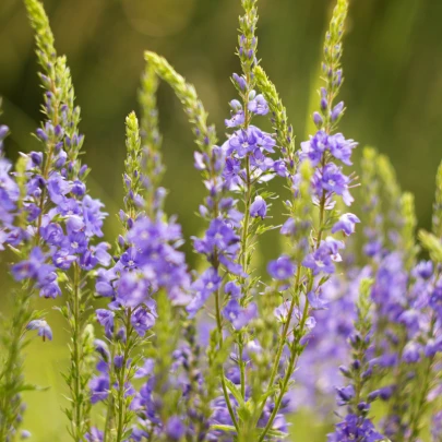 Veronika lekárska - Veronica officinalis - semená - 30 ks