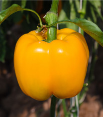 Paprika Baby Bell žltá - Capsicum annuum - semená - 8 ks