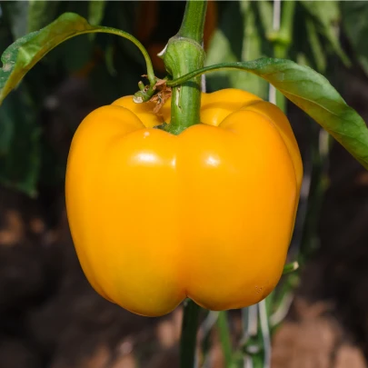 Paprika Baby Bell žltá - Capsicum annuum - semená - 8 ks