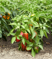 Paprika Bajka - Capsicum annuum - semená - 20 ks