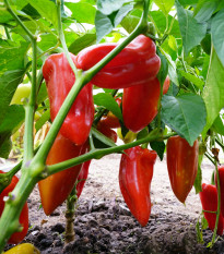 Paprika Meika - Capsicum annuum - semená - 20 ks