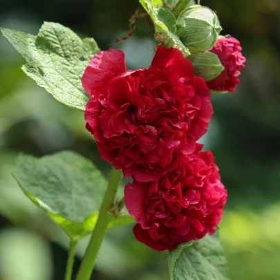 Topoľovka Chaters Scarlet - Alcea rosea - semená - 8 ks