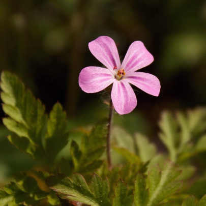 BIO Pakost smradľavý - Geranium robertianum - bio semená - 10 ks
