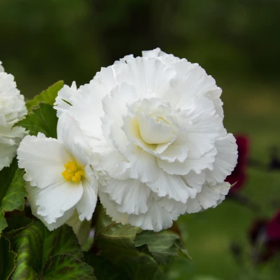 Begónia plnokvetá biela - Begonia superba - cibuľoviny - 2 ks