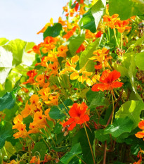 Kapucínka väčšia Out of Africa - Tropaeolum Majus  - predaj semien kapucínky - 15 ks