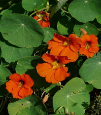 Kapucínka väčšia Tom Pouce - Tropaeolum Majus - semená - 15 ks