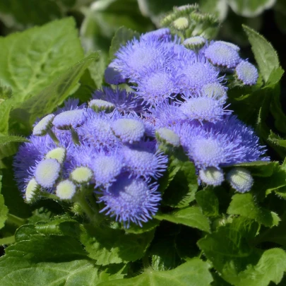 Agerát Aloha modrý - Ageratum Aloha Blue - semená - 20 ks