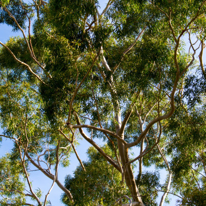 Eukalyptus citrónový - Blahovičník - Corymbia citriodora - Eucalyptus citriodora - semená - 5 ks