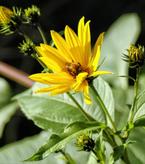 Topinambur - Helianthus tuberosus - voľnokorenné sadenice topinamburu - 1 ks