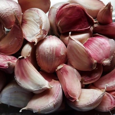 Sadbový cesnak Arno - Allium sativum - nepaličiak - cibule cesnaku - 1 balenie