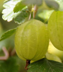 Egreš biely - Ribes uva-crispa - voľnokorenné sadenice egreša - 1 ks