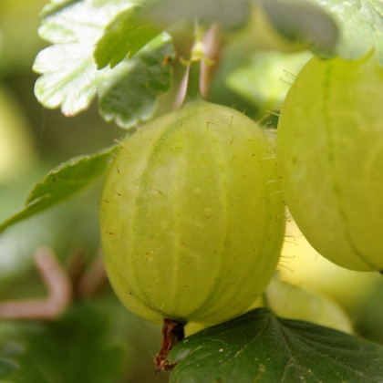 Egreš biely - Ribes uva-crispa - voľnokorenné sadenice egreša - 1 ks