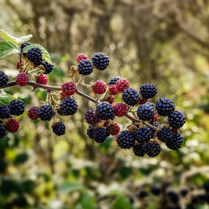 Ostružina beztŕňová čierna - Rubus - voľnokorenné sadenice ostružiny - 1 ks