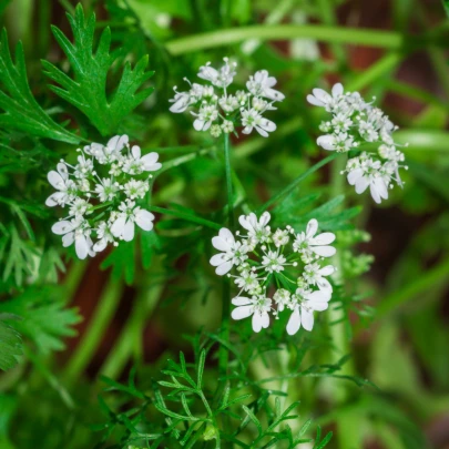 Koriander - Coriandrum sativum - semená - 100 ks