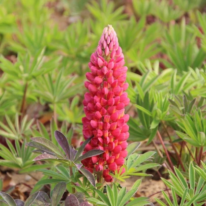 Lupina mnoholistá červená - Lupinus polyphyllus - voľnokorenné sadenice lupiny - 1 ks