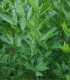 Ligurček - Levisticum officinale pestovanie - semená - 0,4 g