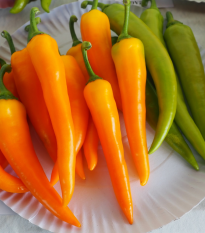 Paprika kozí/baraní roh Harvey - Capsicum annuum - semená - 40 ks