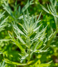 Palina dračia - Artemisia dracunculus - semená - 300 ks