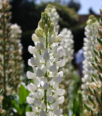 Lupina mnoholistá biela - Lupinus polyphyllus - voľnokorenné sadenice lupiny - 1 ks