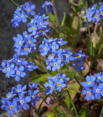 Nezábudka lesná Compindi - Myosotis sylvatica - semená - 100 ks