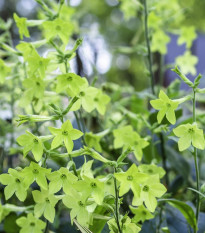 Tabak okrasný Perfume Lime F1 - Nicotiana sanderae - semená - 50 ks