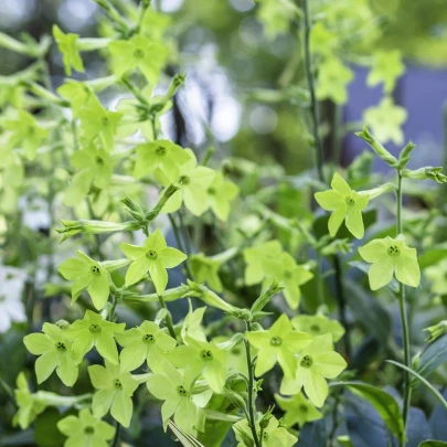 Tabak okrasný Perfume Lime F1 - Nicotiana sanderae - semená - 50 ks