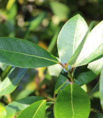 Vavrín vznešený - Lauri nobilis folium - semená - 5 ks