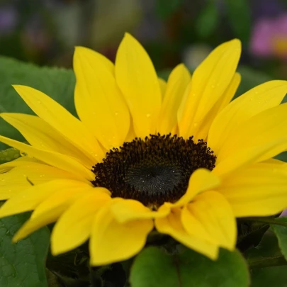 Slnečnica Sunrich Lemon - Helianthus annuus - semená - 8 ks