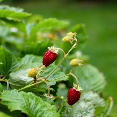 Jahoda mesačná Alexandria - Fragaria vesca - semená - 20 ks