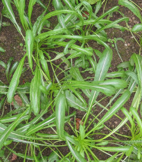 Japonský šalát Mibuna - Brassica rapa - semená - 40 ks