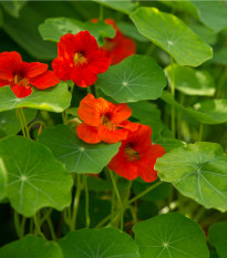 Kapucínka väčšia - Modrý Pepe  - Tropaeolum majus - semená - 15 ks