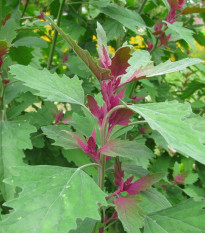 Stromový špenát - Chenopodium giganteum - semená - 300 ks