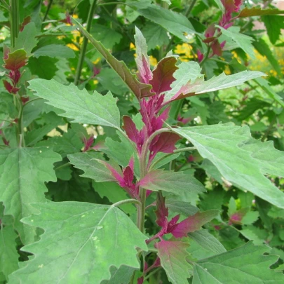 Stromový špenát - Chenopodium giganteum - semená - 300 ks