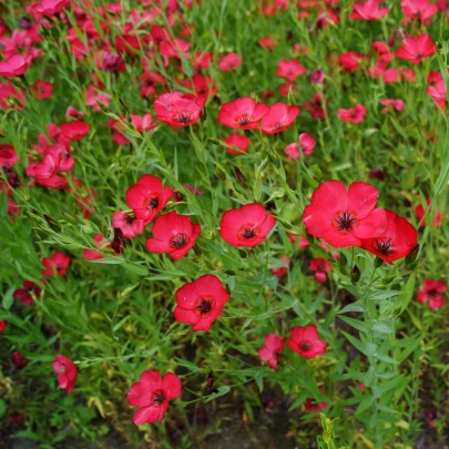 Ľan červený velkokvetý - Linum grandiflorum - semená - 140 ks