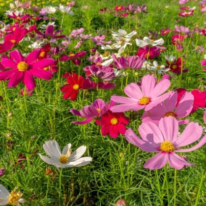 Krasuľka Sensation zmes - Cosmos bipinatus mix - semená - 20 ks