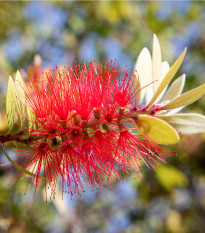 Tyčinkovec kopijovitý - Callistemon citrinus - semená - 10 ks