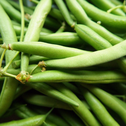 Fazuľa Delinel - Phaseolus vulgaris - semená - 20 ks