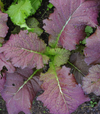 Horčica červená Red - Brassica juncea - semená - 300 ks